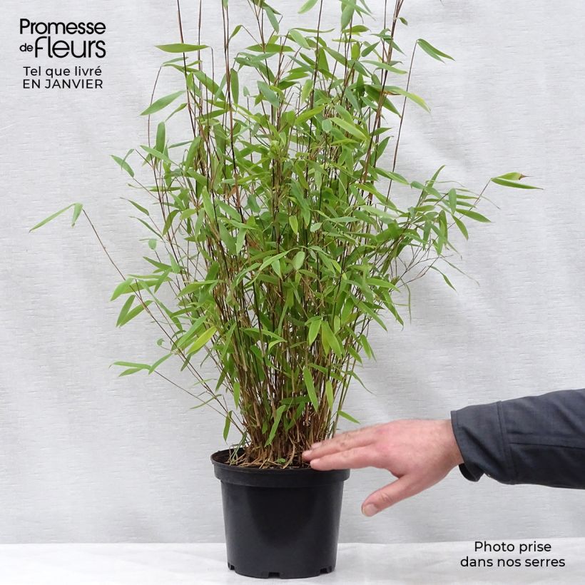 Fargesia Winter Joy  en pot de 5L 80/100 - Bambou non traçant esemplare consegnato in inverno