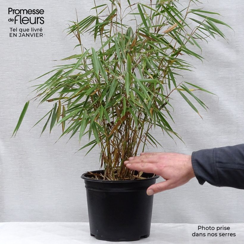 Fargesia robusta Campbell - Bambou non traçant Pot de 4L/5L 60/80 esemplare consegnato in inverno