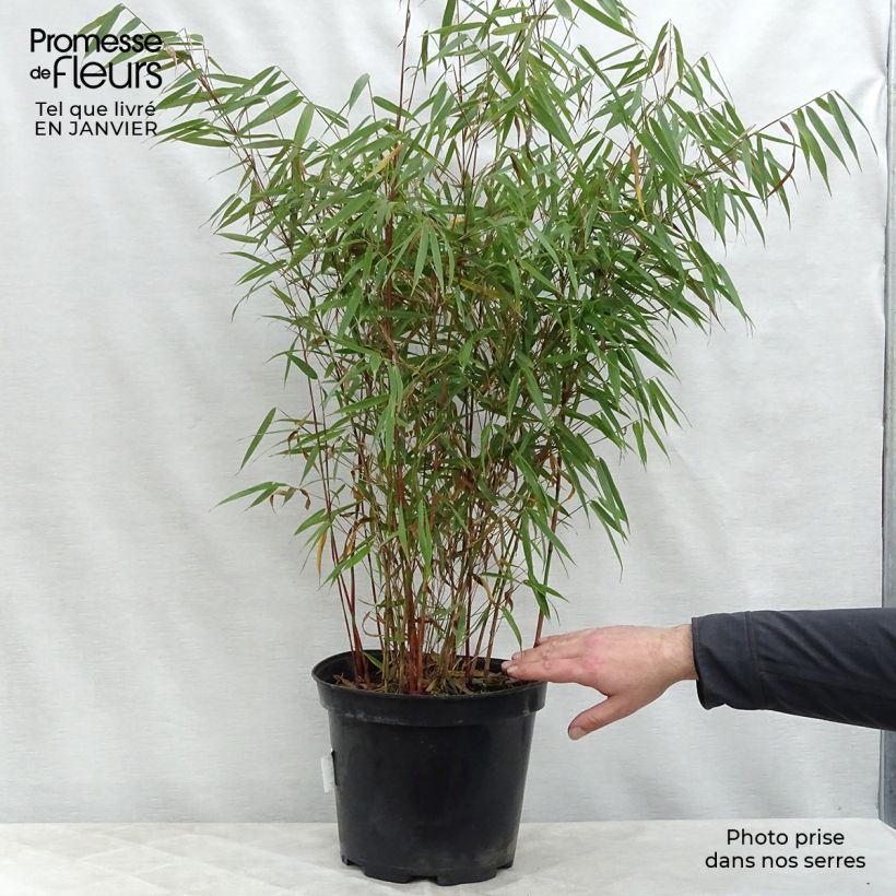 Fargesia scabrida Asian Wonder - Bambou non traçant 60/80cm en pot de 7.5L esemplare consegnato in inverno