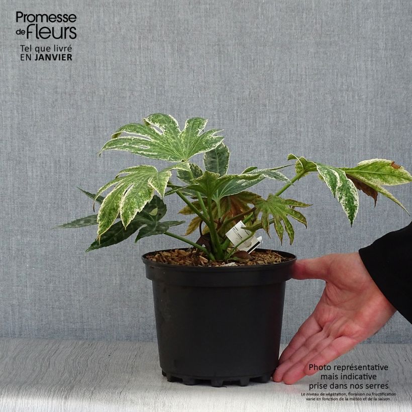 Fatsia japonica Spider's Web en pot de 3L esemplare consegnato in inverno