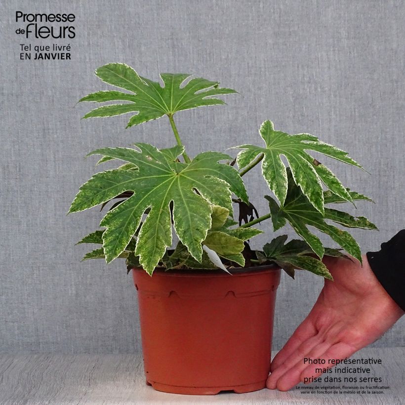 Faux-aralia - Fatsia japonica Variegata en pot de 3L/4L esemplare consegnato in inverno