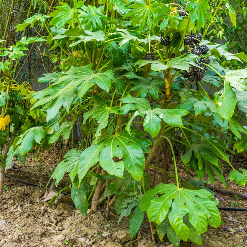 Fatsia japonica - Aralia giapponese (Porto)