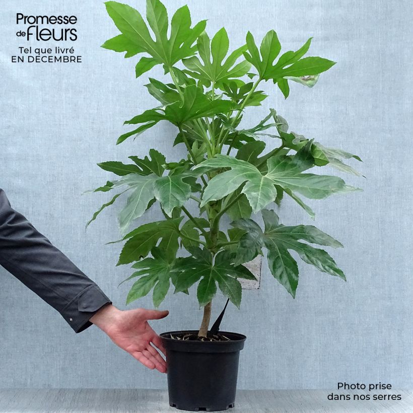 Faux-aralia - Fatsia japonica en pot de 5L esemplare consegnato in inverno