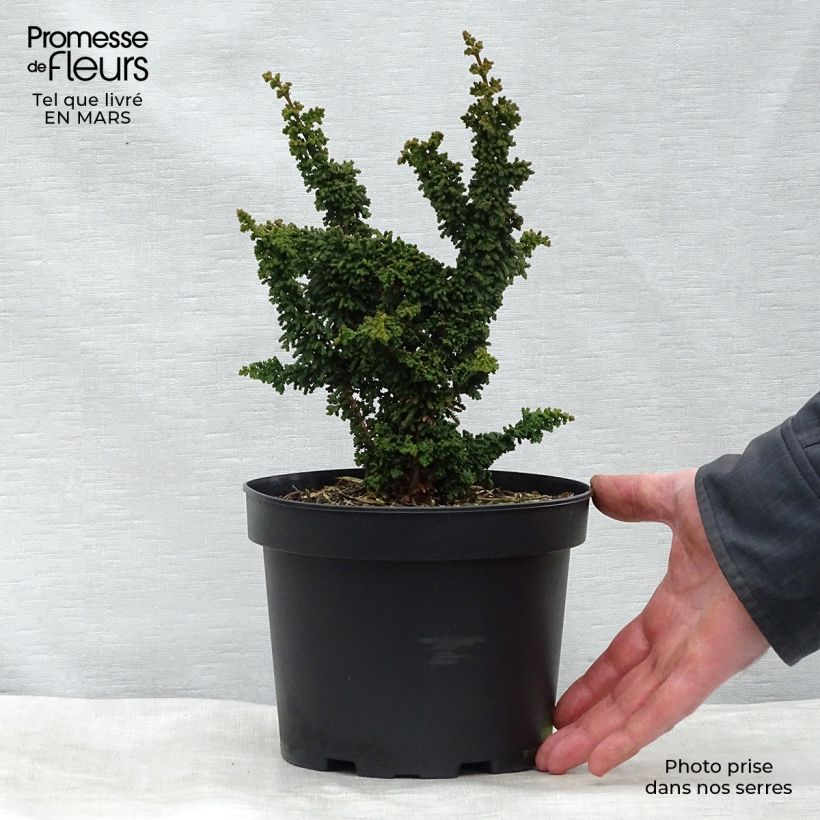 Faux cyprès du Japon - Chamaecyparis obtusa Chirimen Pot de 2L/3L esemplare consegnato in inverno