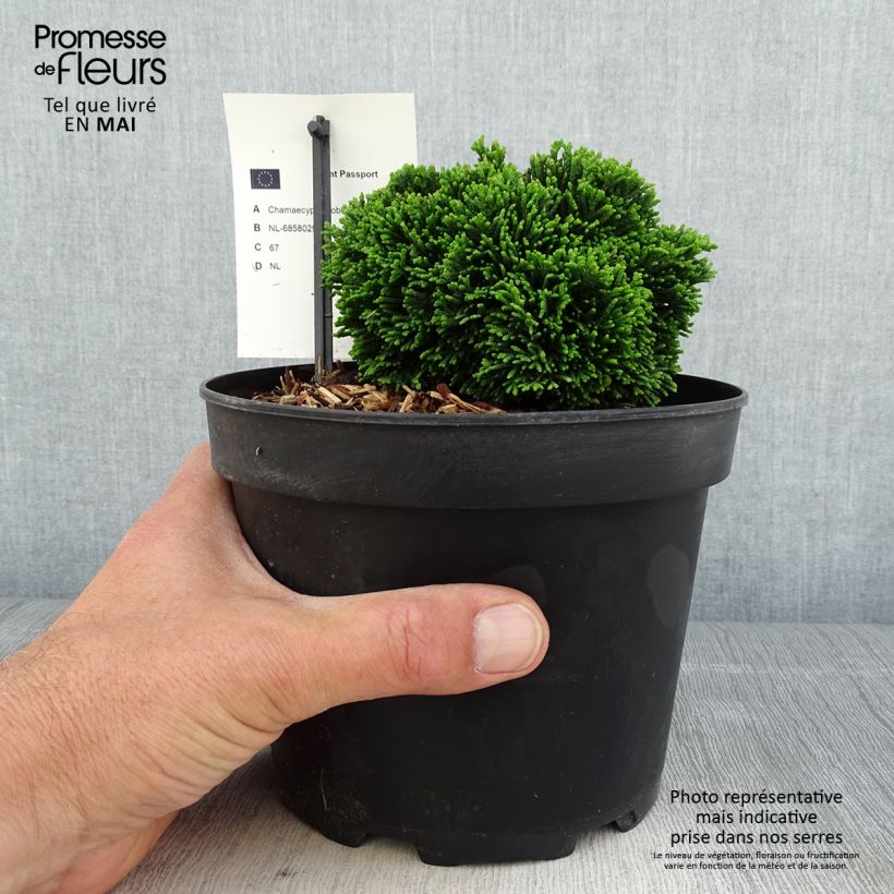 Faux cyprès du Japon - Chamaecyparis obtusa Juniperoides               Pot de 2L/3L esemplare consegnato in primavera