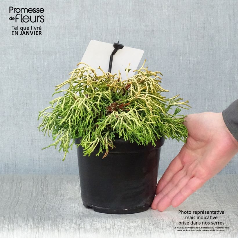 Faux cyprès du Japon - Chamaecyparis obtusa Tsatsumi Gold Pot de 2L/3L esemplare consegnato in inverno