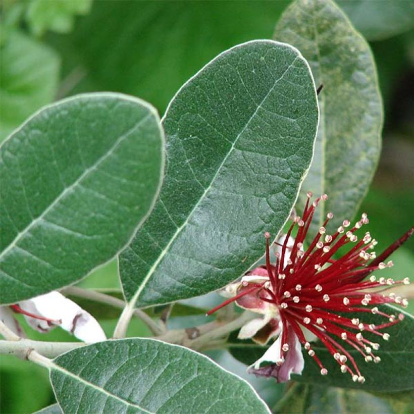 Acca sellowiana - Feijoa (Fogliame)