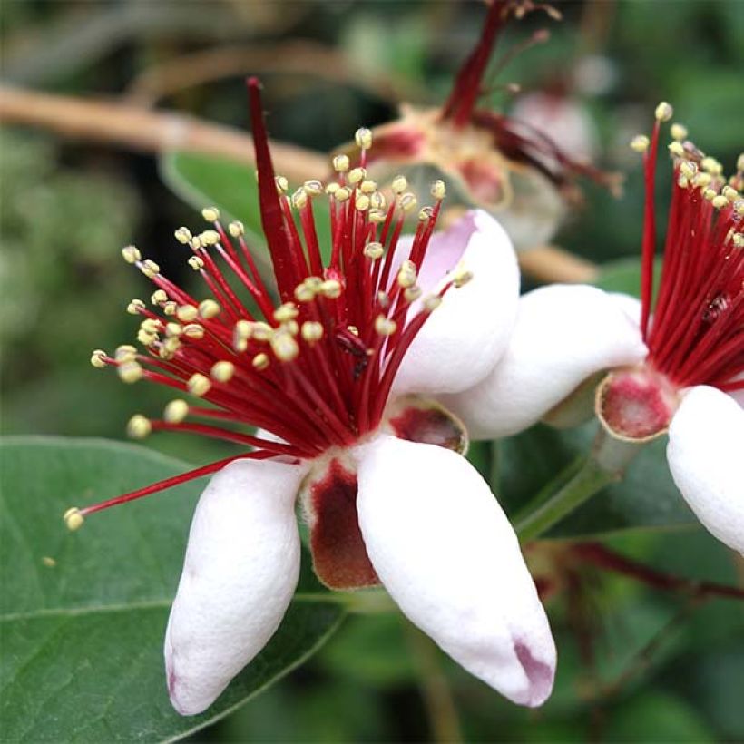 Acca sellowiana - Feijoa (Fioritura)