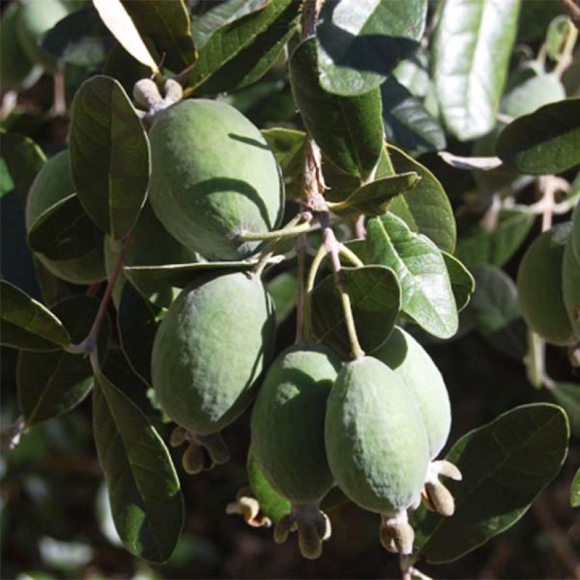 Acca sellowiana - Feijoa (Raccolta)