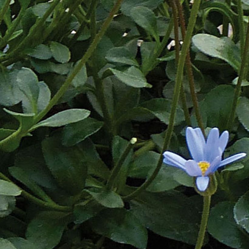 Felicia amelloides Forever Blue - Agatea (Fogliame)