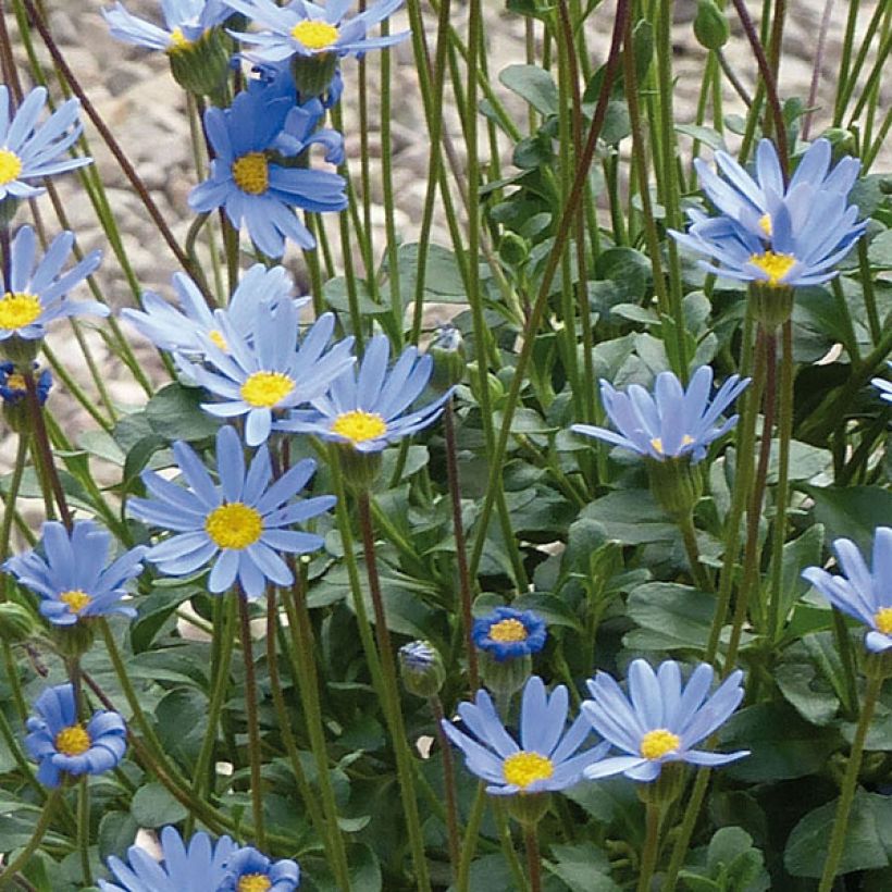 Felicia amelloides Forever Blue - Agatea (Fioritura)