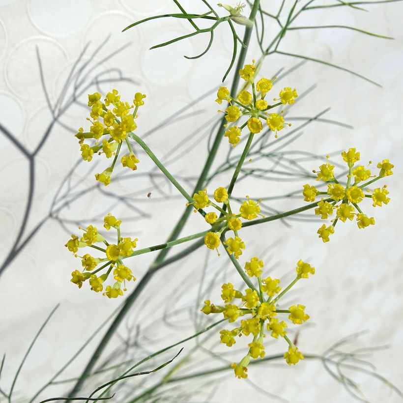 Foeniculum vulgare - Finocchio (Fioritura)