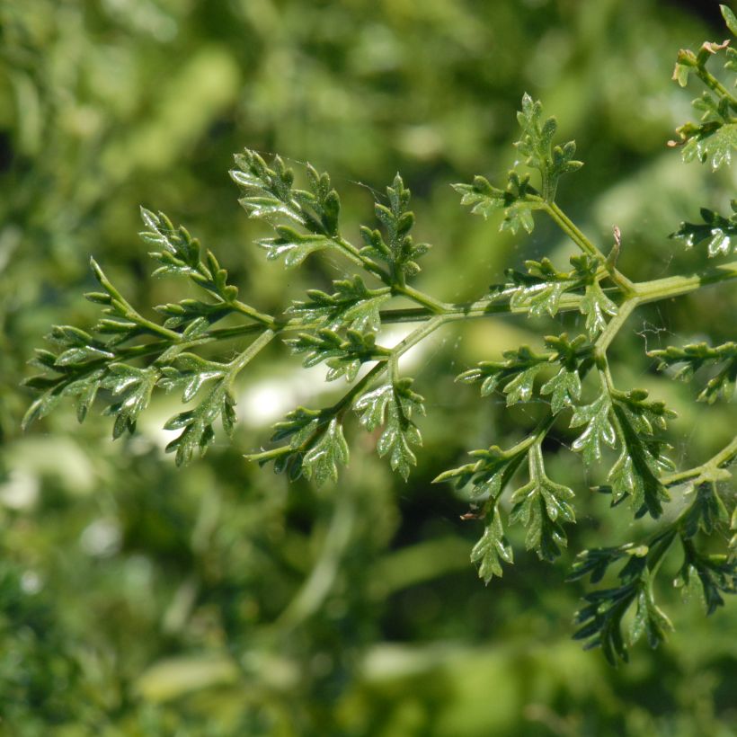 Ferula tingitana - Silfio (Fogliame)