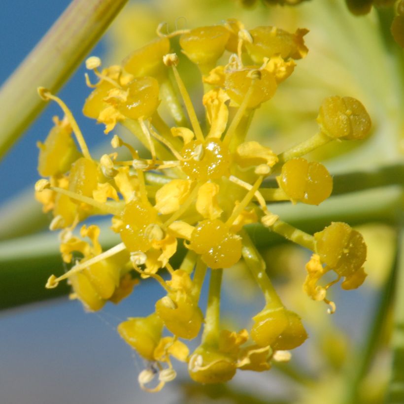 Ferula tingitana - Silfio (Fioritura)