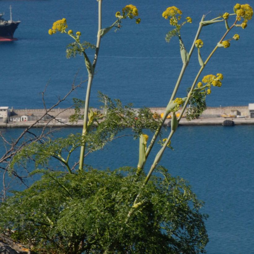 Ferula tingitana - Silfio (Porto)