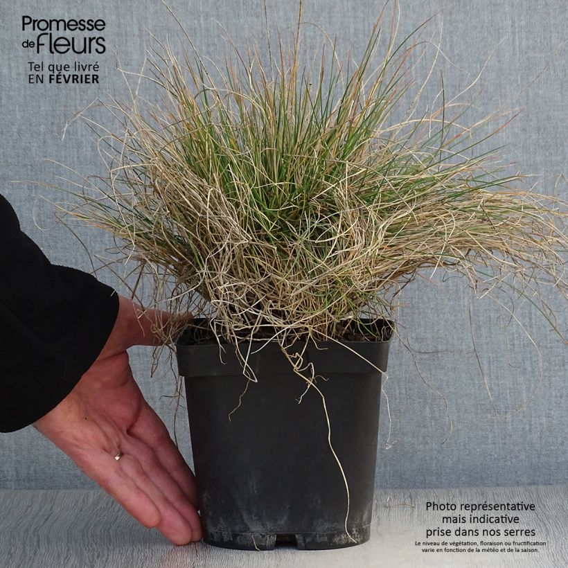 Festuca amethystina - Fétuque améthyste en pot de 2/3L esemplare consegnato in inverno