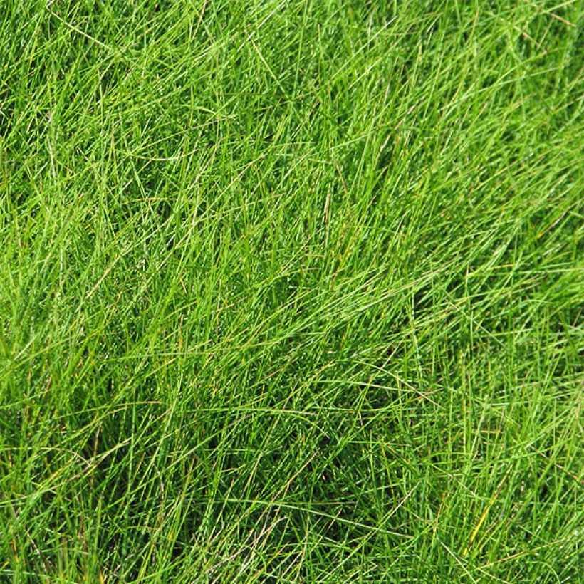 Festuca filiformis - Festuca a foglie capillari (Fogliame)