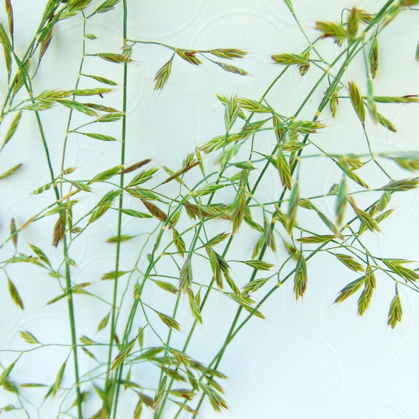 Festuca filiformis - Festuca a foglie capillari (Fioritura)