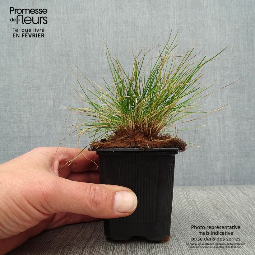 Festuca filiformis - Fétuque à feuilles capillaires en godet de 9 cm esemplare consegnato in inverno