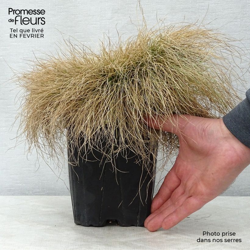 Festuca filiformis - Fétuque à feuilles capillaires en pot de 2/3L esemplare consegnato in inverno