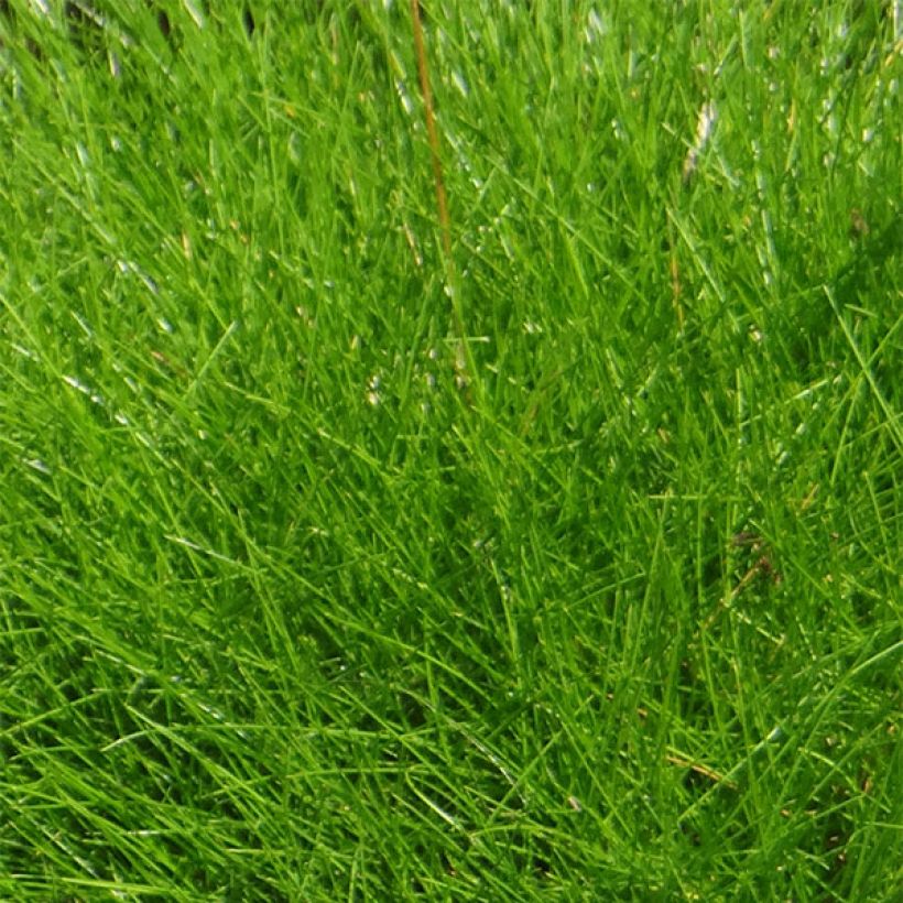 Festuca gautieri (Fogliame)