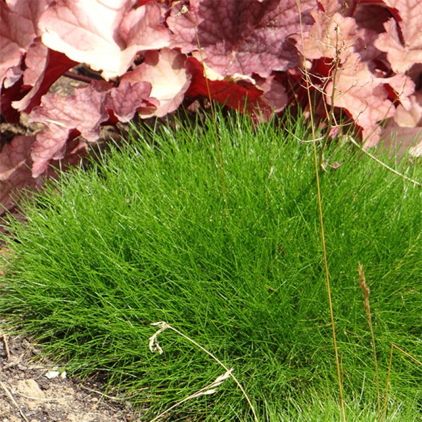 Festuca gautieri (Porto)