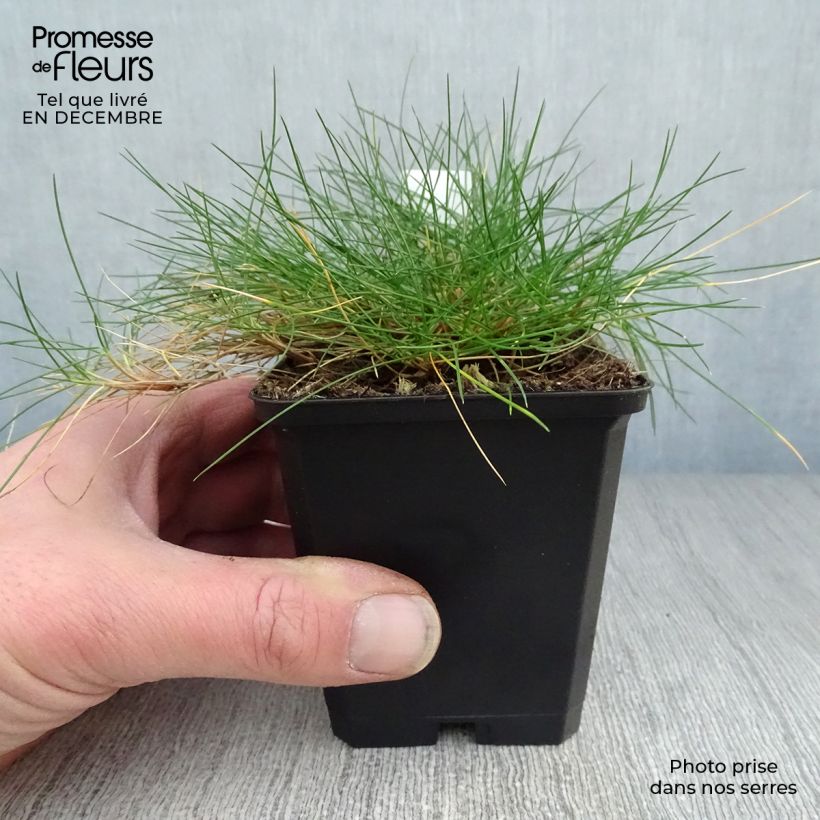 Festuca gautieri - Fétuque de Gautier en godet de 9 cm esemplare consegnato in inverno