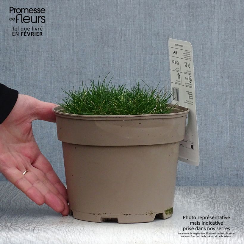 Festuca gautieri - Fétuque de Gautier en pot de 2/3 litres esemplare consegnato in inverno