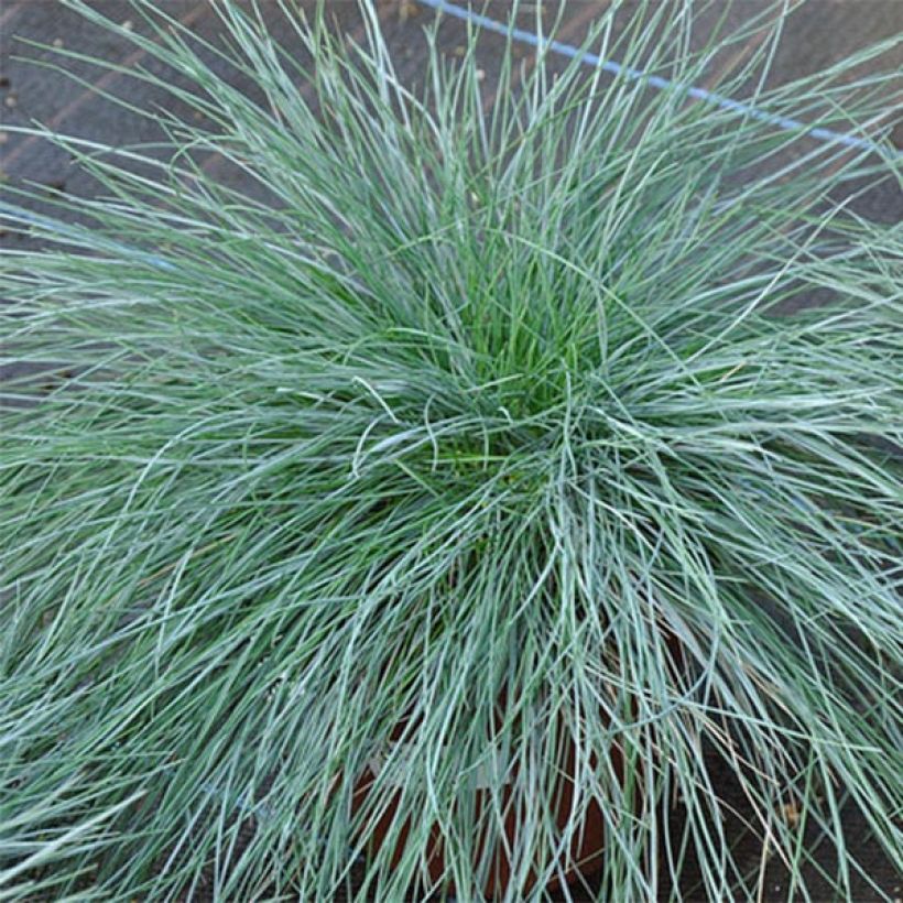 Festuca ovina var. glauca (Fogliame)