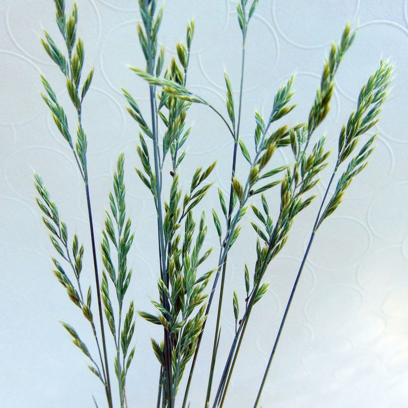 Festuca glauca Elijah Blue - Festuca blu (Fioritura)