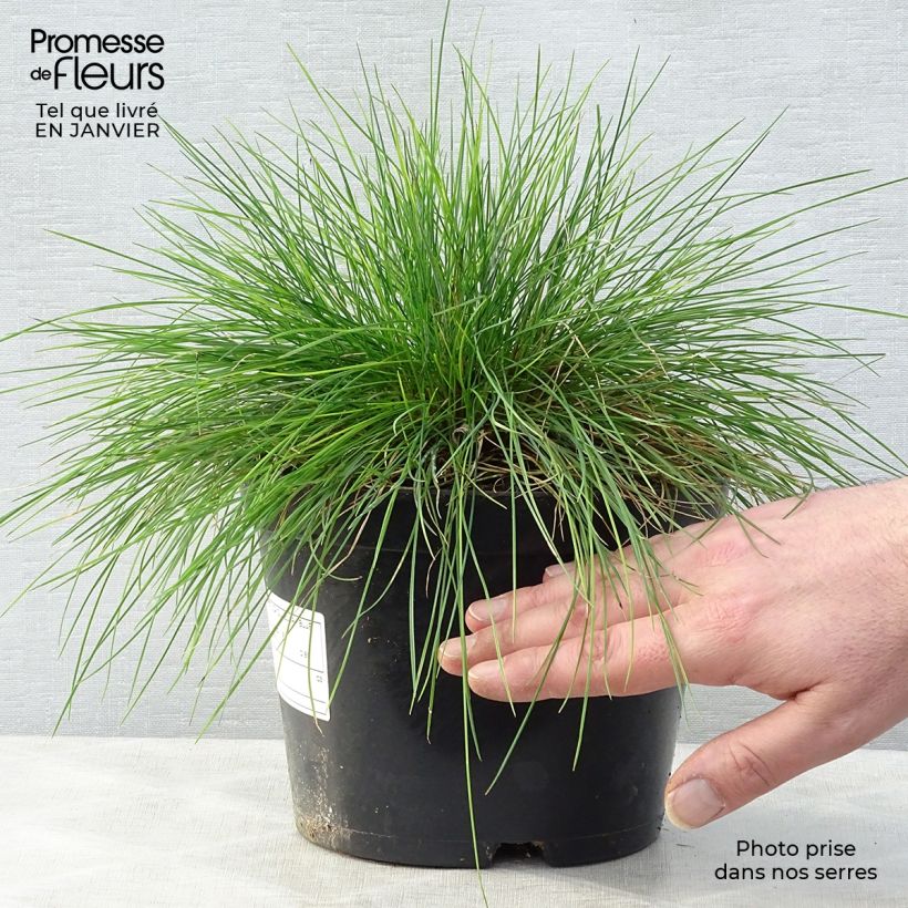 Festuca glauca Elijah Blue en pot de 2L/3L esemplare consegnato in inverno