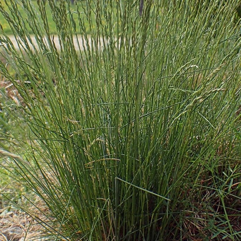 Festuca ovina (Fogliame)