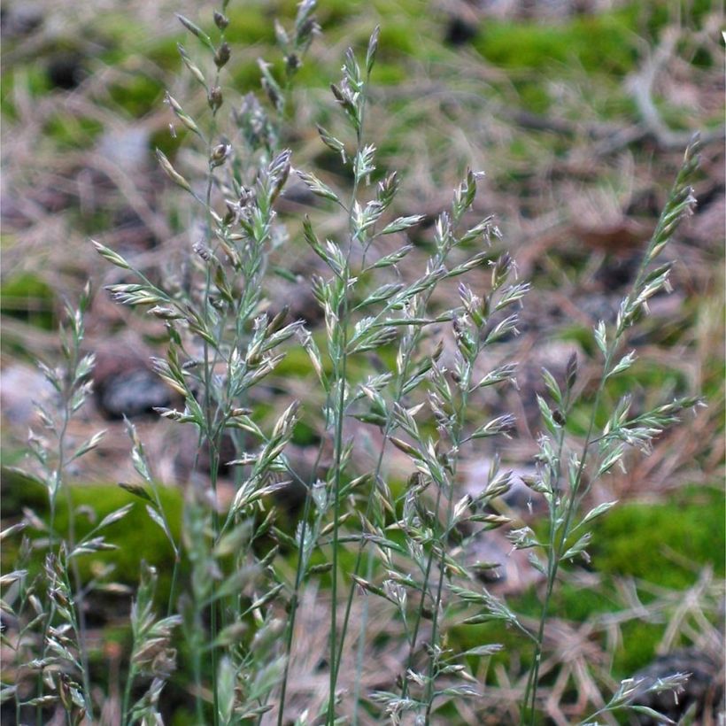 Festuca ovina (Fioritura)