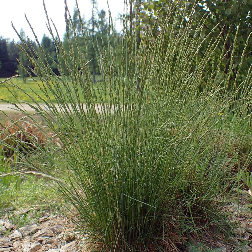 Festuca ovina (Porto)