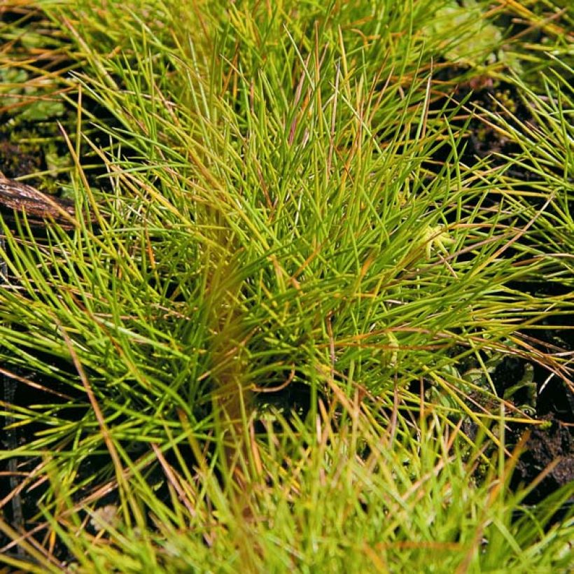 Festuca glauca Golden Toupee - Festuca blu (Fogliame)