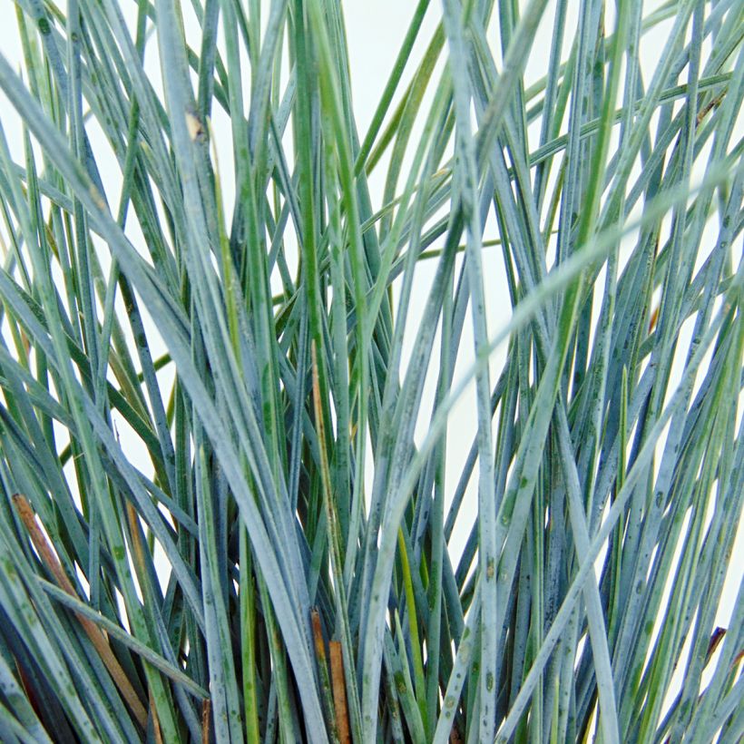 Festuca glauca Elijah Blue - Festuca blu (Fogliame)