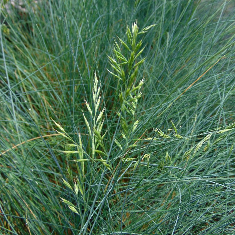 Festuca ovina var. glauca (Fioritura)