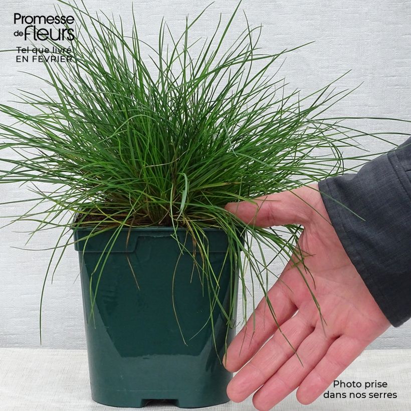 Fétuque bleue - Festuca glauca en pot de 3L esemplare consegnato in inverno