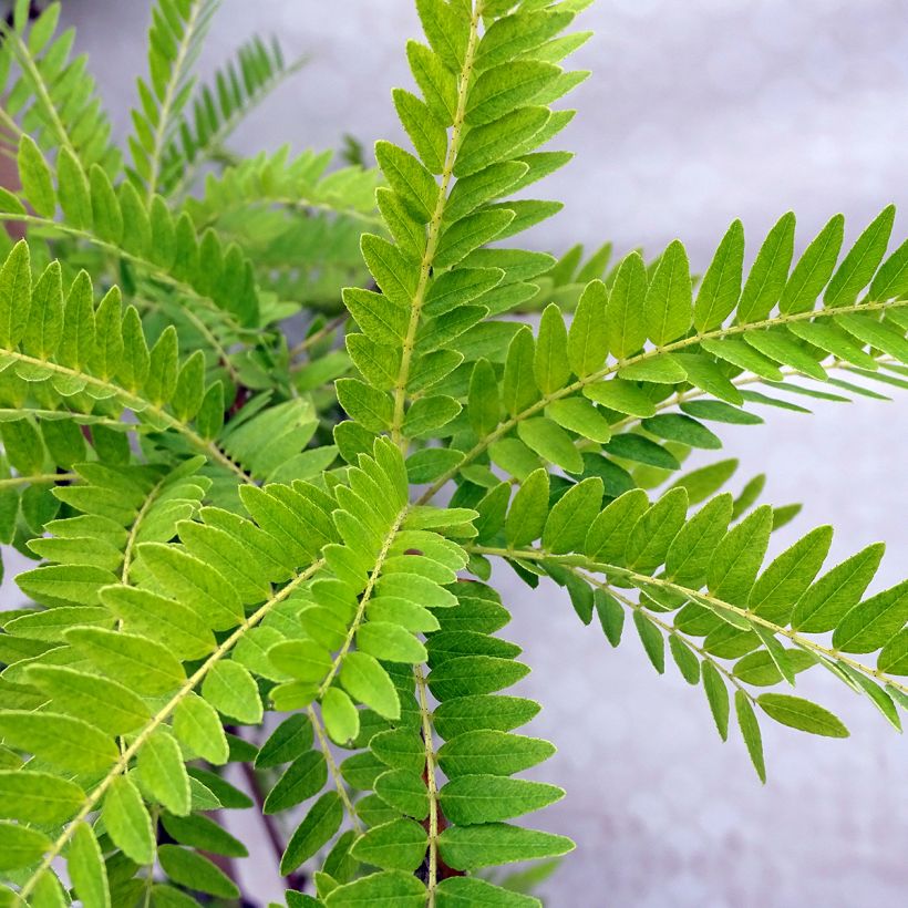 Gleditsia triacanthos f.inermis Sunburst (Fogliame)