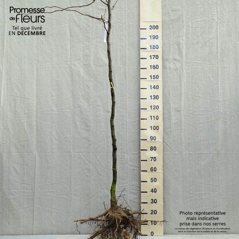 Févier d'Amérique doré - Gleditsia triacanthos Sunburst - Racines nues HT 8/10 esemplare consegnato in inverno