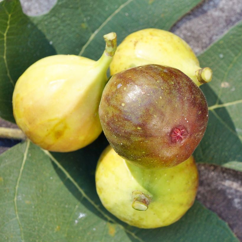 Fico Madeleine des Deux saisons (Fioritura)