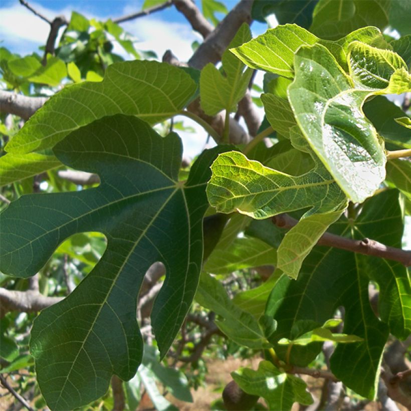 Fico Noire de Caromb (Fogliame)