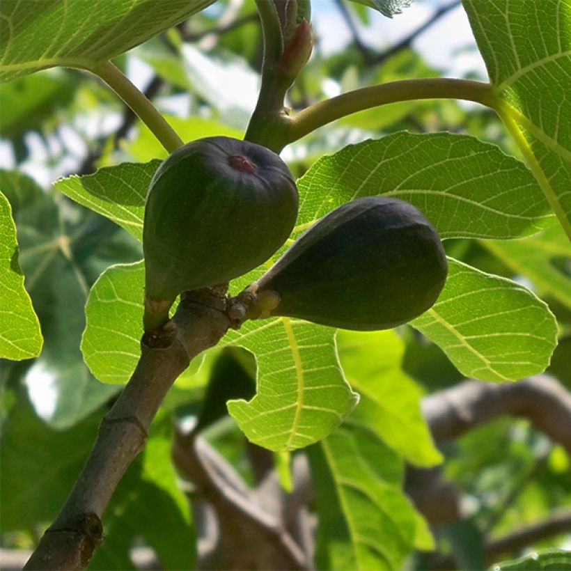 Fico Noire de Caromb (Raccolta)