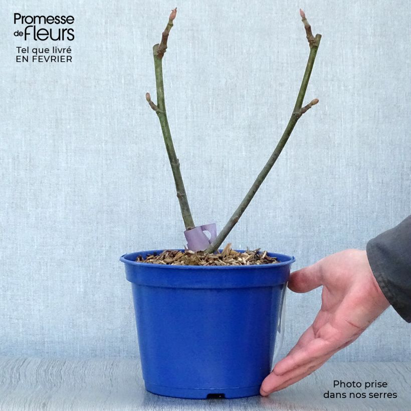 Figuier nain Figality en pot de 3L - Ficus carica esemplare consegnato in inverno