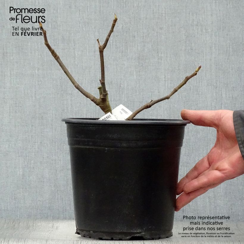 Figuier précoce de Dalmatie - Ficus carica en pot de 4L/5L esemplare consegnato in inverno