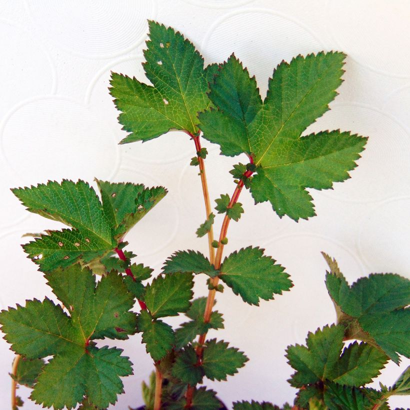 Filipendula Kahome - Olmaria (Fogliame)