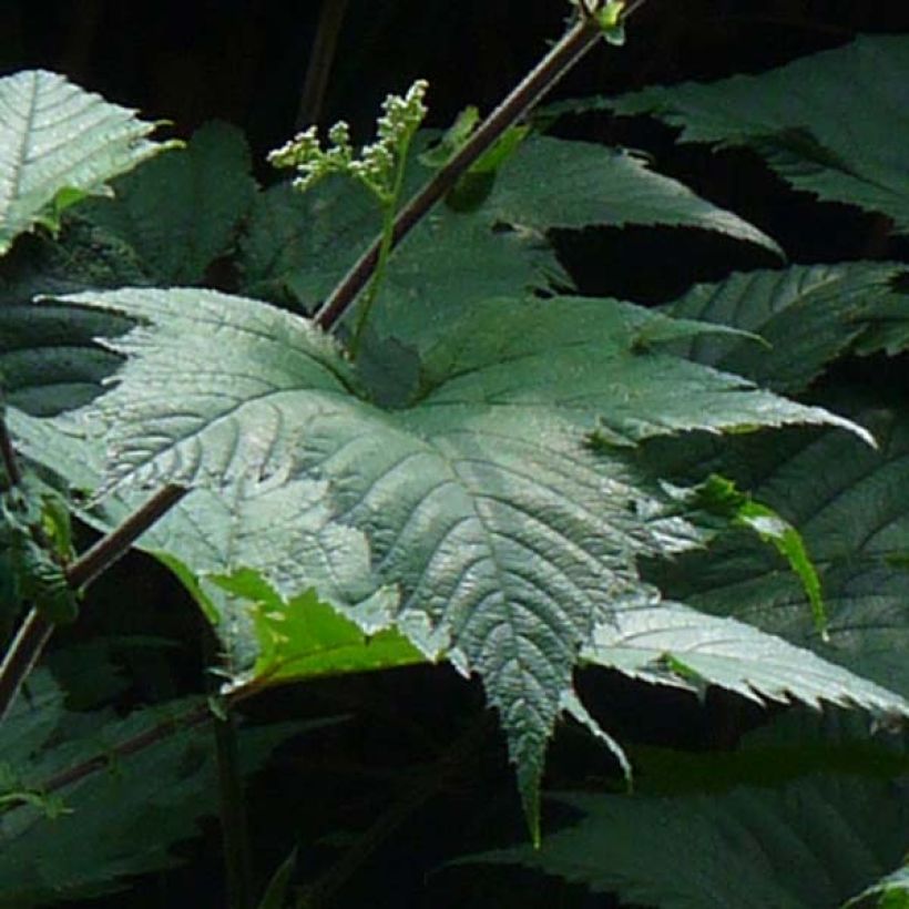 Filipendula camtschatica (Fogliame)