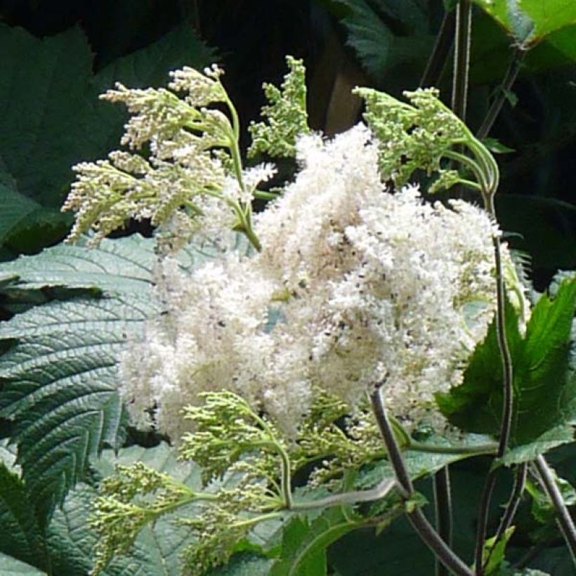 Filipendula camtschatica (Fioritura)