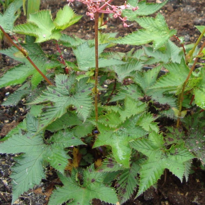 Filipendula multijuga (Fogliame)