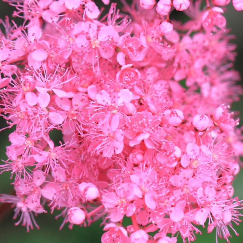 Filipendula multijuga (Fioritura)